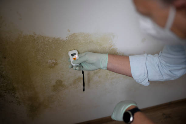 Best Residential Mold Remediation in Kissimmee, FL