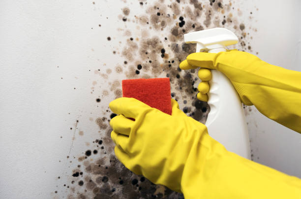 Best Bathroom Mold Remediation in Kissimmee, FL